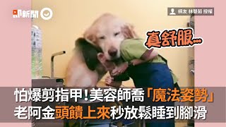 老黃金獵犬怕爆剪指甲！寵物美容師喬「魔法姿勢」老阿金狗頭饋上來秒放鬆睡到腳滑 | 寵物｜Golden Retriever