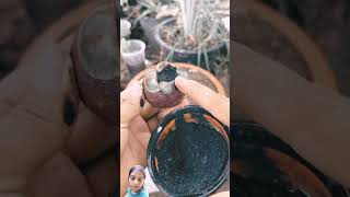 Gardening techniques of fruits plantation #mangosteen #diy #garden #fruiting #growgrapetree