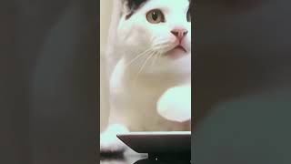 Funny Cat Videos #8 🐱