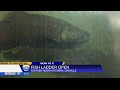 Feather River Fish Ladder reopened Friday