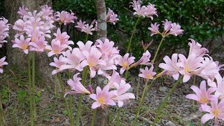 ナツズイセンの群生・有馬富士公園