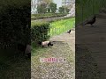 【狆とミニチュアダックスのmix犬】お花見の日々ハイライト