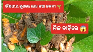 ନିଜ ବାଡ଼ିରେ ପାଆନ୍ତୁ ଔଷଧୀୟ ଗୁଣ ଭରା କଞ୍ଚା ହଳଦୀ 🌱🌿@basanta_sir_kitchengarden #youtube#viral#village