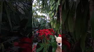 LA FLOR DE NAVIDAD EN EL JARDÍN DE SOFI