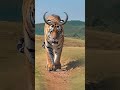 Wild animals at close range, confusing behavior of animals