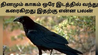 தினமும் காகம் ஒரே இடத்தில் வந்து கரைகிறது இதற்கு என்ன பலன் l kagam karaivathu l Aanmeega tips tamil