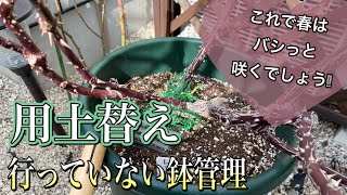 用土替え行っていない【鉢バラ】冬管理🌹これで春はバシっと咲きます😊🐻