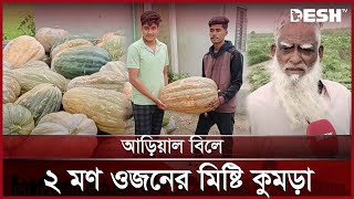 আড়িয়াল বিলের ১০০ কেজির মিষ্টি কুমড়ার রহস্য কি? | Munshiganj | Ariyal Beel | News | Desh TV