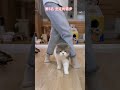 不一样的猫步top10 选一只你喜欢的❤我最喜欢第2名💕 cat cute funny funnycats cutecat