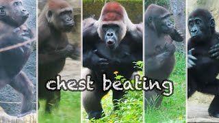 金剛迪亞哥家族的全家擊胸Gorilla D'jeeco troop's chest beating