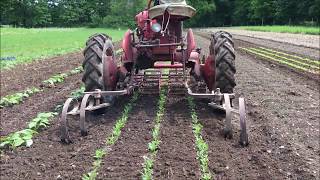 Cultivation with Buddhing Basket weeder and finger weeders at Sisters Hill Farm