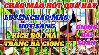 Chào mào hót hay, luyện chào mào hót, kíc bổi má trắng ra giọng, giọng dài soắn/ CHÀO MÀO 268.