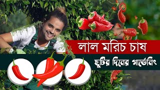 দেশি লাল মরিচ চাষ: শুরু থেকে শেষ, বীজ বপন থেকে চারা রোপণ - Hot Red Chili Plantation, A to Z