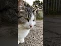 【伏見稲荷】カメラを二度見する美猫キジコ　a beautiful cat suddenly notices the camera