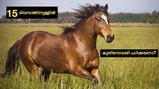 Horse Riding | Learn and Ride Horse |  Only Rs 500 | നിങ്ങൾക്ക് കുതിര സവാരി പഠിക്കാൻ ആഗ്രഹമുണ്ടോ?