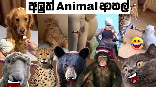 Animal athal katha | sattu Athal | Animal Athal Memes | Sinhala Meme Athal