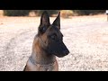 How Protection Dogs Are Trained