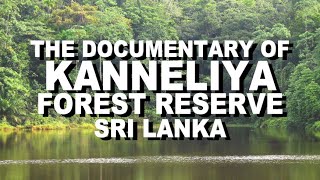 The Documentary of Kanneliya Forest Reserve, Sri Lanka