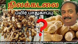 நிலக்கடலை பயிர் பாதுகாப்பு நடவடிக்கைகள் 🌱X. பிரிட்டோ ராஜ் 🌱