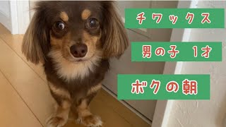 【チワックス大好きアラフォーパパ】愛犬チワックスとの朝の時間はマジで癒し。