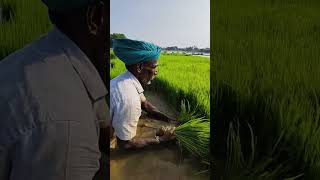 நாற்று பறிக்கும் வேலை 🌱.                   #shorts#tamil#farming#lifestyle#agriculture