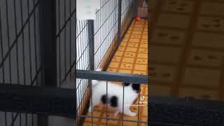 パピヨン子犬明日からは二人