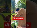 ማስተር አብነት ከበደ ቤተሰብ ያስቀናል ebs love anushashow shorts