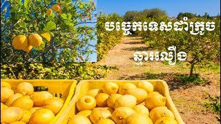 បច្ចេកទេសដាំក្រូចឆ្មារលឿង Yellow Lime Planting Technique