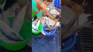 ஞாயிற்றுக்கிழமை மீன் விலை அதீகம் #fish #fishmarket #fishes #seafood #fishing