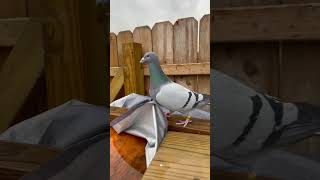 我喜欢的漂亮鸽子。I like beautiful pigeons #shorts#pigeon #pets