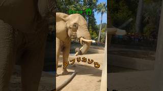 アフリカゾウのおやつ（熊本市動植物園）