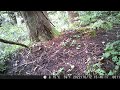 magnificent male of copper pheasant caught on forest trailcam in daylight