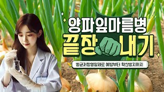 양파잎마름병 확실한 병균차단과 예방, 병균저항영양제 와이앤바이오 안티비 강력추천! #양파잎마름병 #와이앤바이오 #안티비