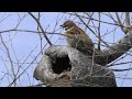 スズメが木に穴を空けて巣作り eurasian tree sparrow passer montanus