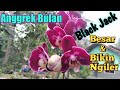 Anggrek Bulan Black Jack | Besar & Bikin Ngiler