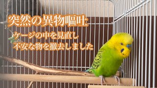 突然の嘔吐で異物を吐き出したまめちゃんです【セキセイインコ】