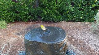 Beautiful bright yellow bird playing on natural stone boulder water fountain! #WaterFountains