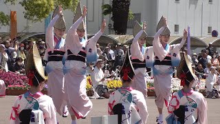 「天水連」　【春らんまん阿波おどり】 @はな・はる・フェスタ2019　　Awa Odori “Tensui-ren”　　　[4K]