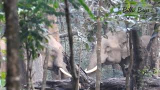 #Billu Voice #Wild Elephants #Nilambur North Forest #നിലമ്പൂർ  കാടുകളിലെ കാട്ടാനകൾ #Vaniyampuzha