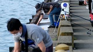 梅雨明けまじかの舞鶴・前島フェリーふ頭は魚釣りが盛ん 2021/7/11日