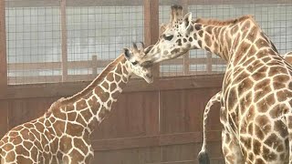 April The Giraffe's Baby Reunites With His Father