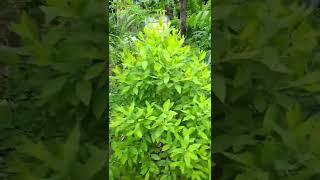 White sandalwood plant 2022 | Santalum album | ചന്ദനമരം | SANDALWOOD PLANT | V GREEN