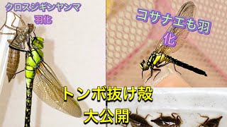 ［我が家の昆虫日記］クロスジギンヤンマが羽化しました！