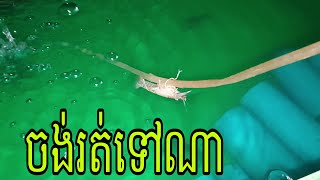 #My_Crayfish #បង្កង #បង្កងខ្ញុំ #បង្កងអូស្ត្រាលី ចង់រត់ទៅណា😅