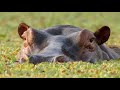 Dry Season In Zambia Luangwa Valley - Nat Geo Wildlife Documentary Hd