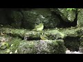 山中湖 大洞の泉のヤマガラとキビタキ（若鳥）その１（4k動画）