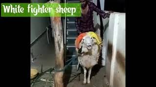 Sikkeri white amingad fighter sheep | karnatak sheep | heavy weight sheep