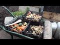 September Monthly Harvest 🥕Small Potato Experiment Reveal 🥕Jerusalem Artichokes 🥕Carrots🥕#shedwars