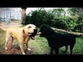 Labrador Playing Fetch with a wooden stick| Original audio| Shot on Go pro Hero 8 black