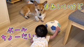 不満げだけどおもちゃを貸してあげるコーギー